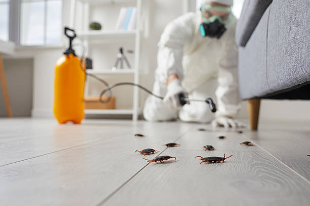 Commercial Rodent Management in Westchase